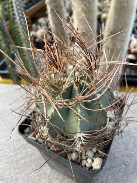 Astrophytum capricorne aureum